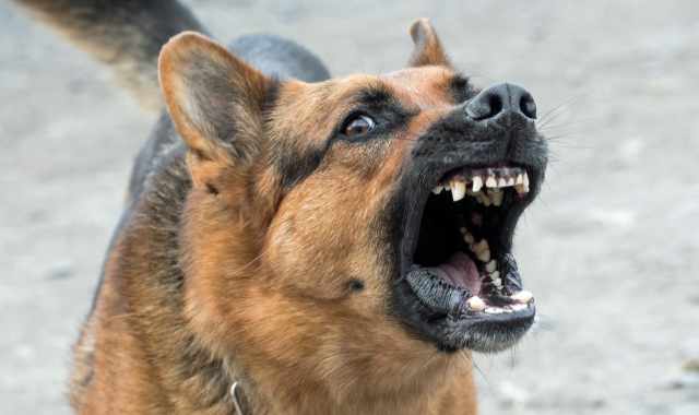 I cani aggressivi? «Rispondono all'assenza di socializzazione, regole chiare e attività fisica»
